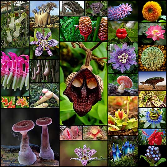 奇妙 怖い グロい エロい植物の写真 31枚 いぬらぼ