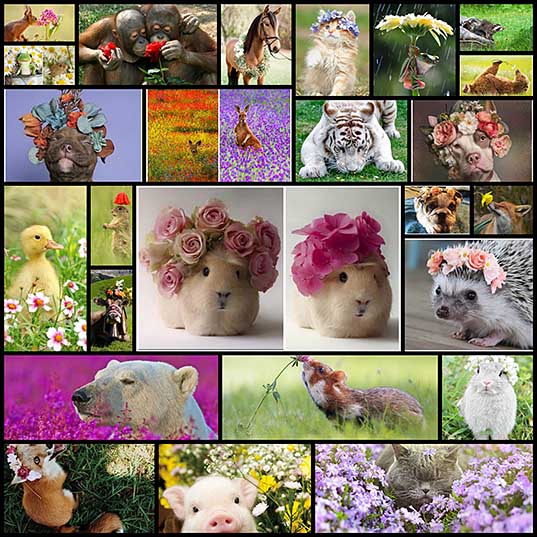 可愛い動物と花の写真（26枚） - いぬらぼ