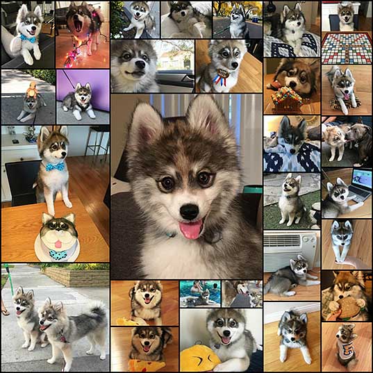 ハリポタ風メガネをかけてるように見えるハスキーとポメラニアンのミックス犬 ポンスキー の写真 76枚 いぬらぼ