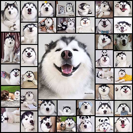 笑顔が素敵でオッドアイでパンダみたいなハスキー犬 Maru の写真 40枚 いぬらぼ