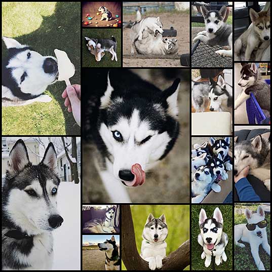17 Pictures Of Siberian Huskies That Will Warm Your Doggy Loving Heart