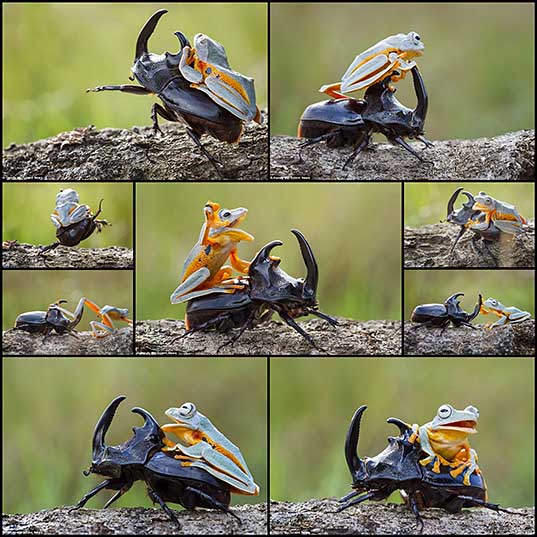カブトムシでロデオするカエルの写真 9枚 いぬらぼ