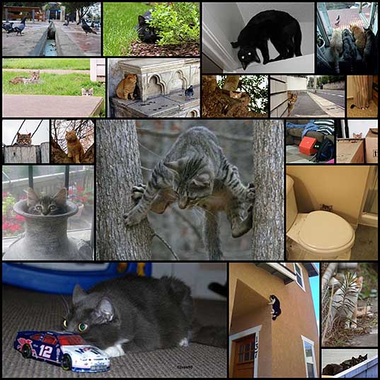 Коты, выглядывающие из своих укрытий (20 фото) » Триникси