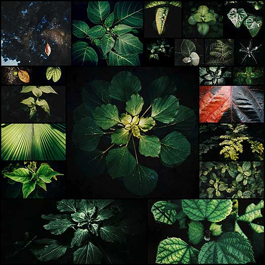 Leaves - Photography Series By Indian Photographer NS Hrishikesh - 121Clicks