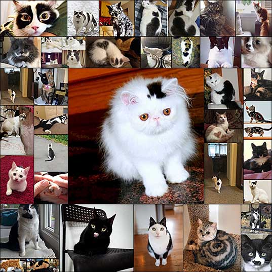 35+ Cats Who Got Internet Famous For Their Unusual Fur Markings Bored Panda