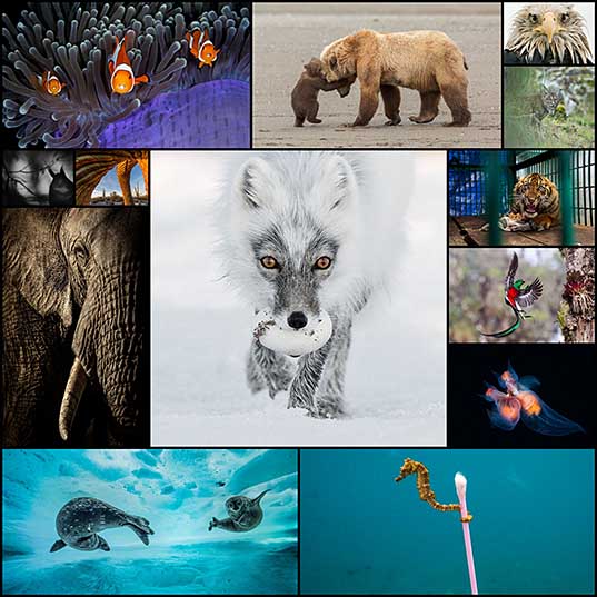 Fantastic Finalists Photos Of 2017 Wildlife Photographer of the Year Contest - 121Clicks