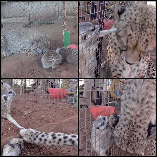 Meerkat Attacks Cheetah, Cheetah Mistakes It For Grooming And Starts To Purr Loudly Bored Panda