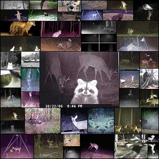 62 25+ Times Hidden Cams Revealed What Animals Do When Nobody Is Watching, And It Was Hilarious Bored Panda