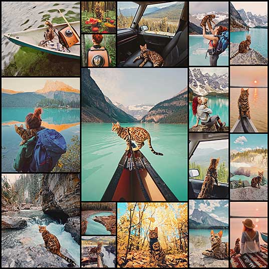Adventurous Bengal Cat Explores the Beauty of the Canadian Wilderness
