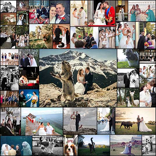 Hilarious Examples of Unexpected Wedding Photobombs (42 pics) - Izismile