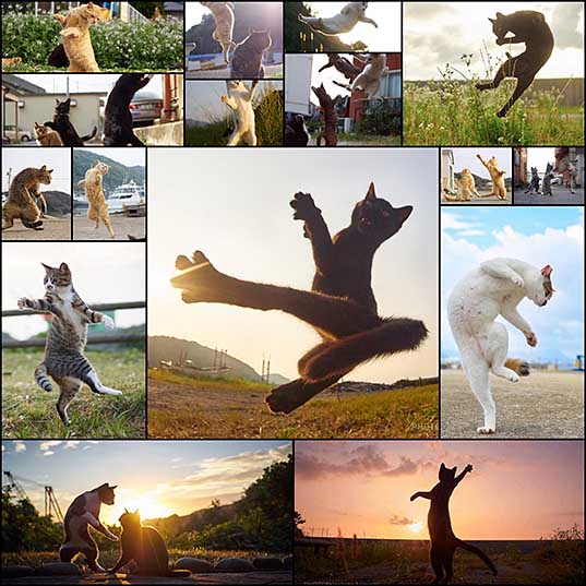 Photographer Captures Agile Felines Performing Like Ninja Cats