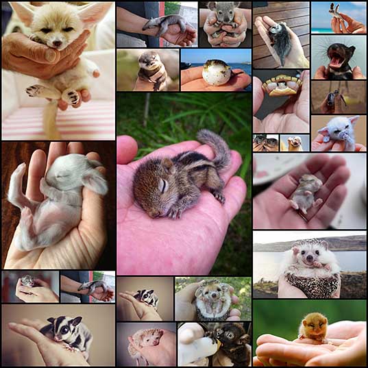 手のひらサイズの可愛い動物の赤ちゃん 写真25枚 いぬらぼ