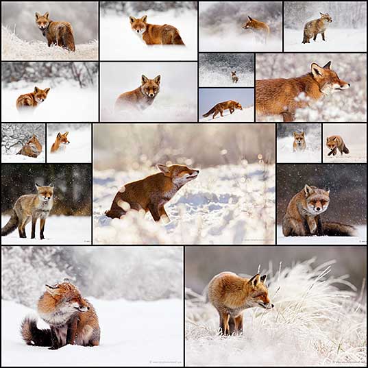 Charming Red Fox Photos Capture Their Resilience in the Winter Snow