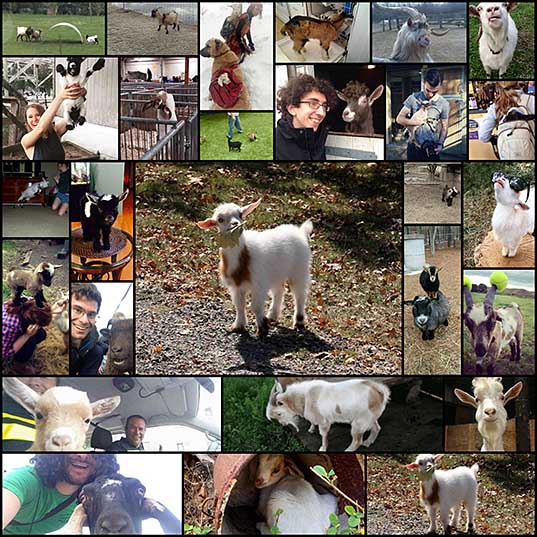 Goats Are Great Animals Too! (21 pics + 6 gifs) - Izismile