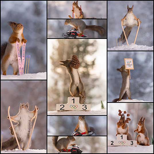 Adorable Winter Squirrel Olympics by Geert Weggen – Design Swan