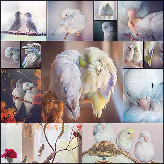 Rupa Suttonによるパステルカラーで幻想的な鳥の写真 14枚 いぬらぼ