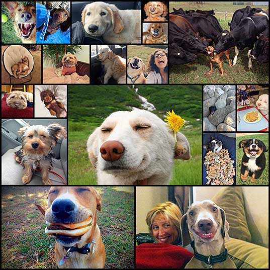 Smiling Dogs_1