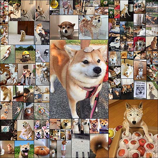 82+ Times Shibas Proved They’re The Most Much Wow Dogs Ever Bored Panda