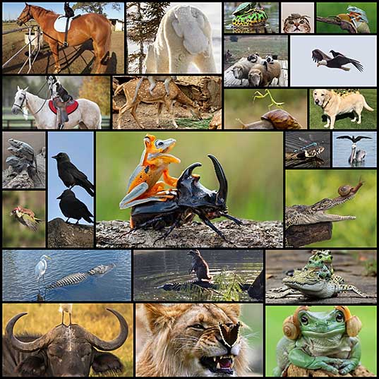 ほっこり 図々しい異種間動物のおんぶ画像 25枚 いぬらぼ