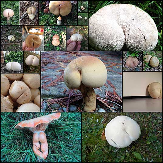 World’s Greatest Gallery of Mushrooms That Look Like Butts