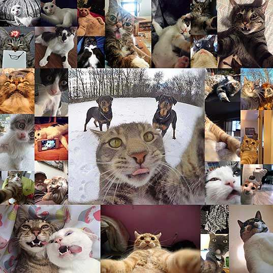 20+ Cats That Took the Selfie Game to a Whole New Level