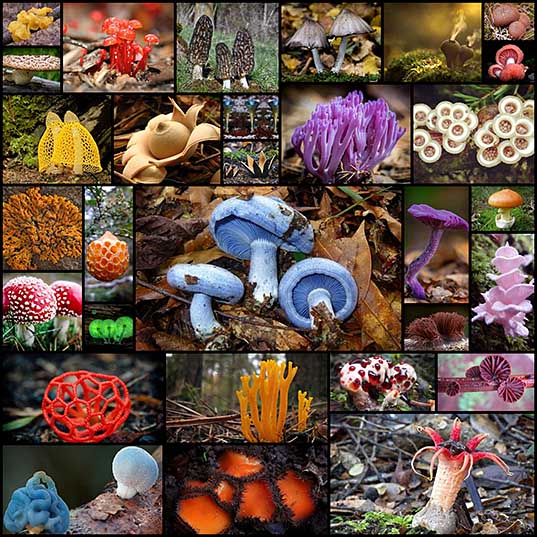 Самые красивые грибы Фото, факты, описание