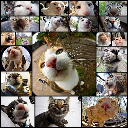 20-Curious-Cats-Bumping-Into-Cameras