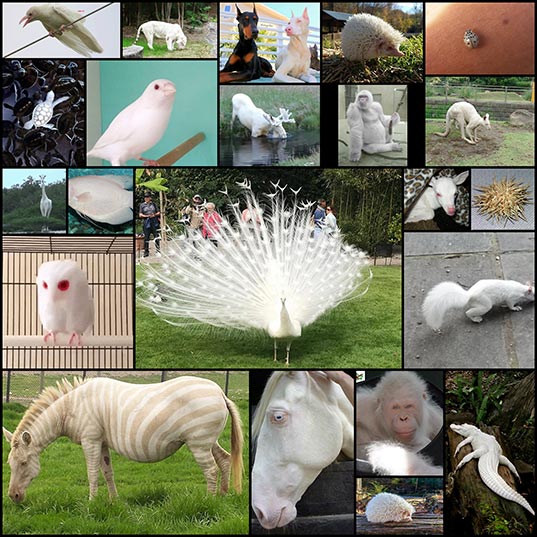 23-Albino-Animals-That-Look-Like-They’re-From-Another-Planet1