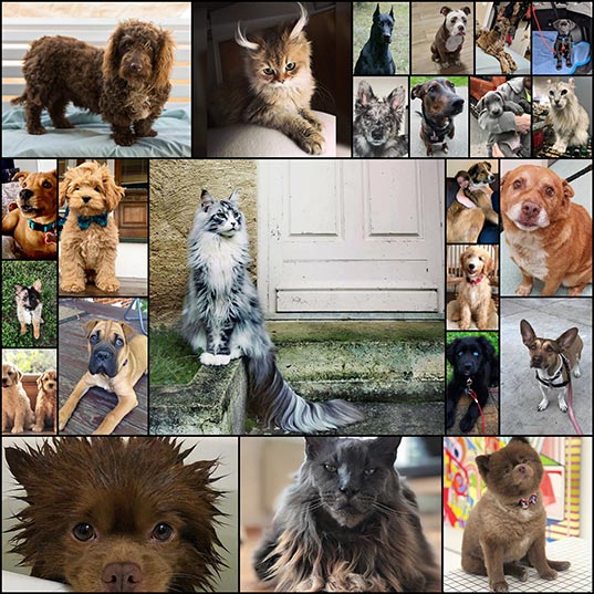 23-Natural-Crossbreeds-That-Made-Us-Marvel-at-Their-Charm