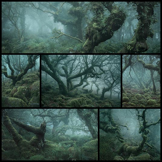 Neil Burnellによる霧の中の幻想的な森の写真 6枚 いぬらぼ