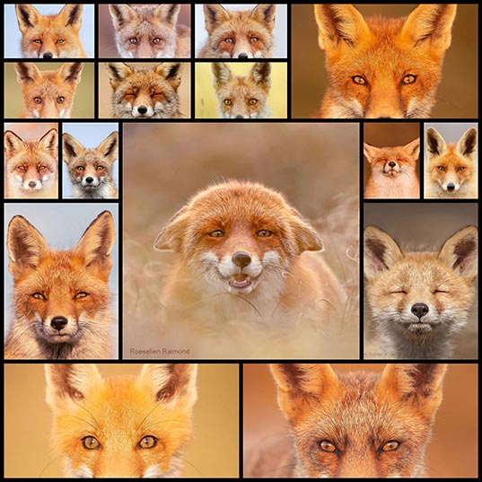 Photographer-Compiles-64-Fox-Face-Portraits-To-Highlight-Their-Different-Features-and-Varying-Personalities