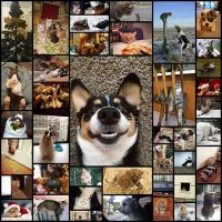 these_funny_animals_43_pics