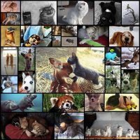 top_30_animal_pics_of_the_week