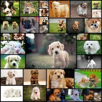 pictures-of-cute-puppies33