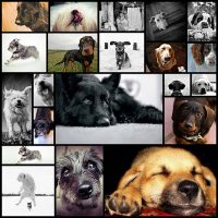 20-adorable-examples-of-dog-photography