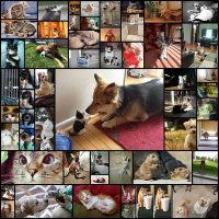 these_funny_animals_52_pics