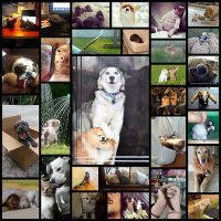 top_30_animal_pics_of_the_week