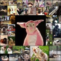 These-Funny-Animals-(46-pics)---Izismile