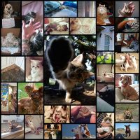 top_30_animal_pics_of_the_week