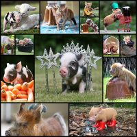 the-20-pictures-of-miniature-pigs-you-need-to-see-before-you