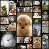 the-33-fluffiest-animals-on-the-planet