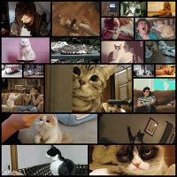 ways-your-cat-is-your-significant-other22
