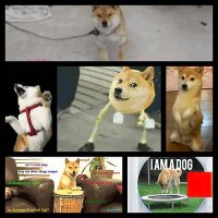 shiba-gif-songs6