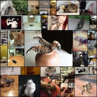 cats-who-have-given-up-on-everything38