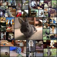 these_funny_animals_40_pics
