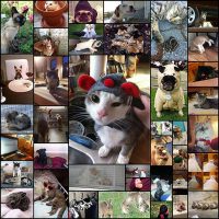 these_funny_animals_40_pics