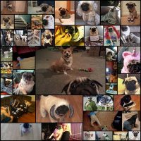 reasons-why-pugs-are-the-most-majestic-creatures-on-earth41