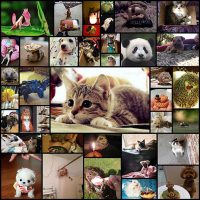 these_funny_animals_37_pics