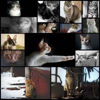 adorable-cat-photos15