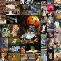 these_funny_animals_48_pics